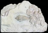Rare, Snout Nosed Spathacalymene Trilobite - Indiana #23286-1